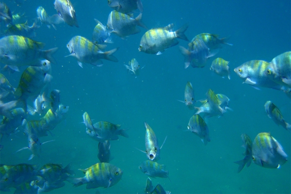 Galapagos Bartolome Island underwater shot of fish